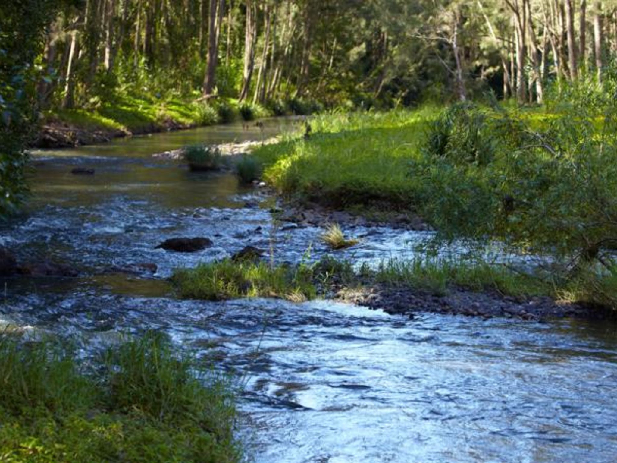 Tallebudgera Veg Sanctuary - Cooly Rocks On Festival